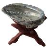 Coquille Ormeau Qualit Extra - Coquille Abalone 9-10 cm sur support