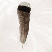 Plume de Fumigation Tachete - 20-25 cm