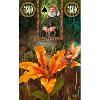 Fairy Lenormand Oracle - Oracle des Fées Lenormand