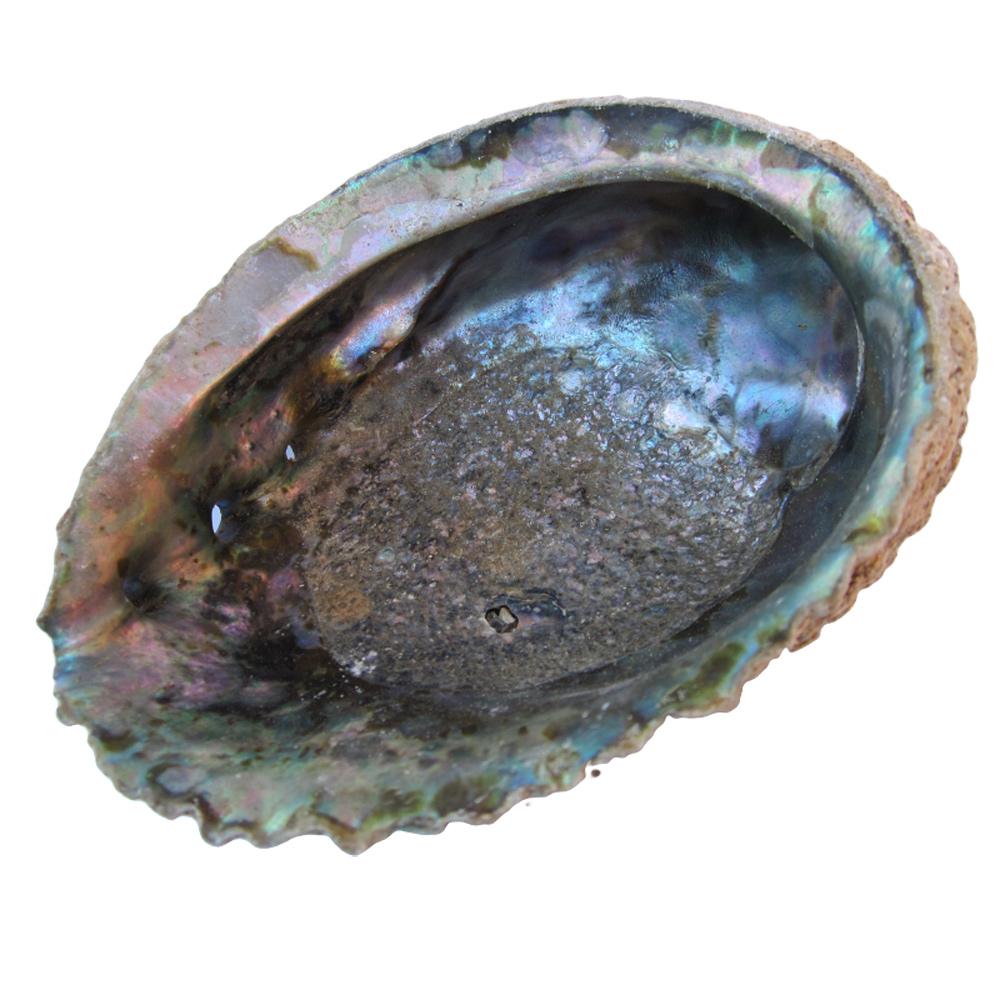 Coquille d'Ormeau, Abalone pour la fumigation d'herbes et encens