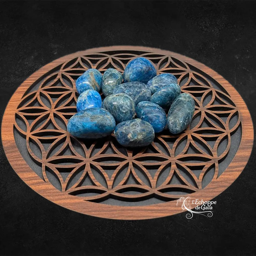 Plusieurs pierres d'apatite polies, aux nuances bleu intense avec des inclusions naturelles, regroupées sur une fleur de vie en bois sur fond noir.