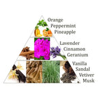 Schéma en triangle présentant fruits, fleurs et épices en images, avec liste en anglais : Orange, Peppermint, Pineapple, Lavender, Cinnamon, Geranium, Vanilla, Sandal, Vetiver, Musk.