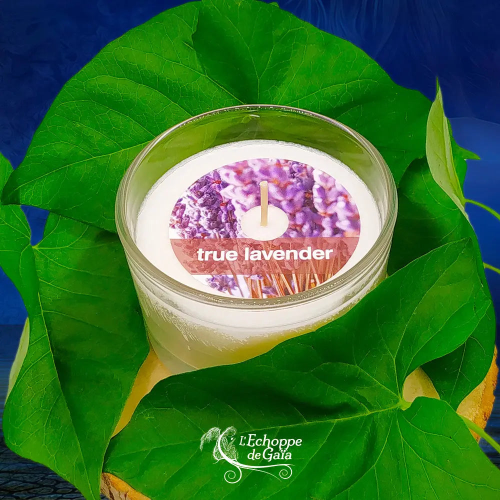 Bougie naturelle parfumée "true lavender" dans un pot en verre transparent, présentée sur un lit de grandes feuilles vertes.