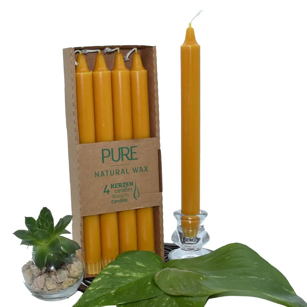 Bougies chandelles “PURE – Natural Wax” : lot de 4 bougies jaune/or (cire “antique”) dans un étui carton, avec une chandelle assortie présentée à côté dans un bougeoir en verre (mise en scène avec feuilles vertes + petite succulente).