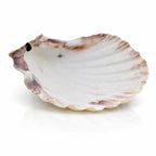Vue intérieure d'une coquille Saint-Jacques naturelle aux bords dentelés et reflets nacrés, sur fond blanc.