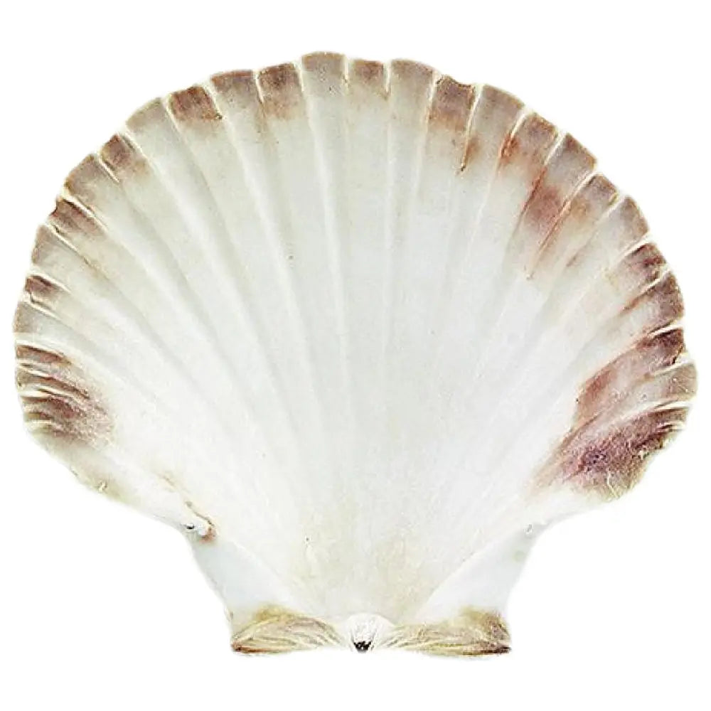 Vue de face d'une coquille Saint-Jacques montrant ses stries régulières et ses bords brunis sur fond blanc.