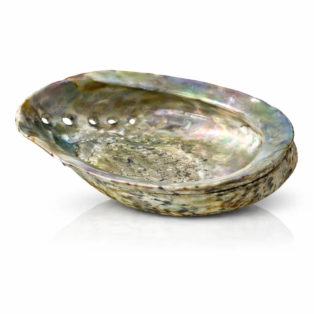 Coquille d'ormeau nacrée vue de profil, montrant les petits trous naturels sur le bord et des reflets argentés.