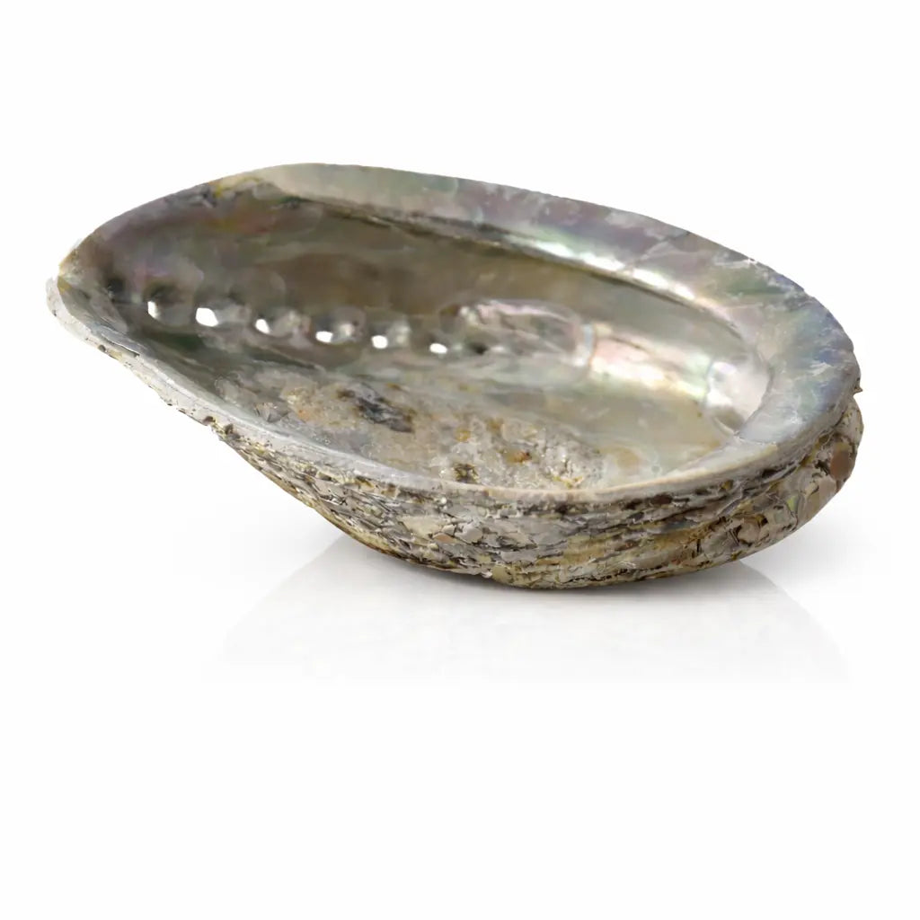 Vue de trois-quarts d'une coquille d'ormeau nacrée, révélant la profondeur du réceptacle et ses reflets argentés.