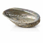 Vue de trois-quarts d'une coquille d'ormeau nacrée, révélant la profondeur du réceptacle et ses reflets argentés.