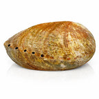 Vue de l'extérieur d'une coquille d'abalone rugueuse aux tons marron, ocre et vert avec sa rangée de perforations.