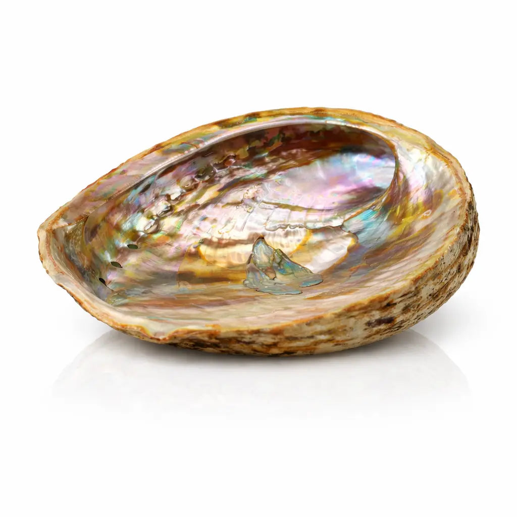 Coquille d'abalone naturelle aux reflets irisés multicolores (bleu, rose, vert) et intérieur nacré sur fond blanc.