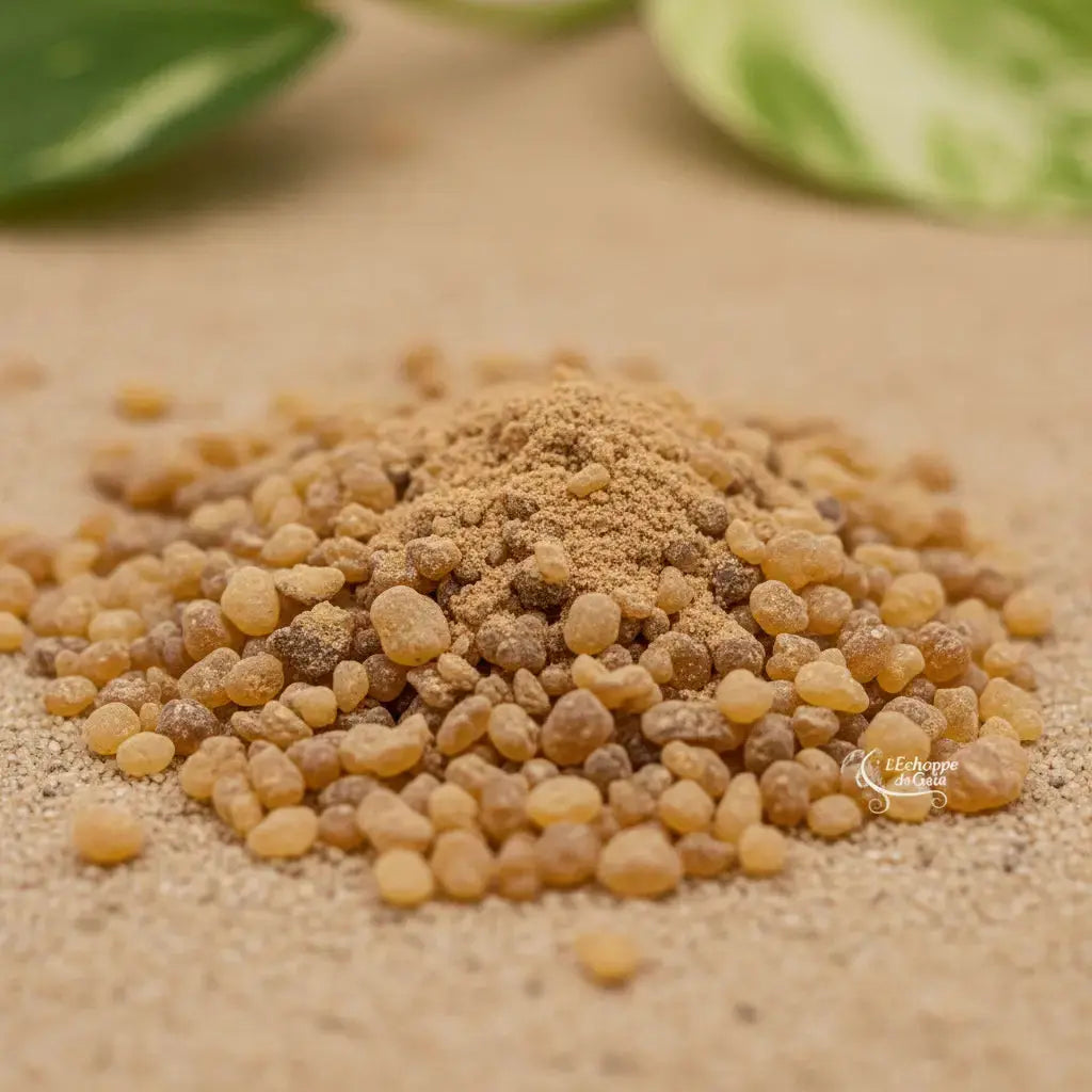 Gros plan sur des grains de résine d’encens Désenvoutement clairs avec poudre au centre sur fond sableux.
