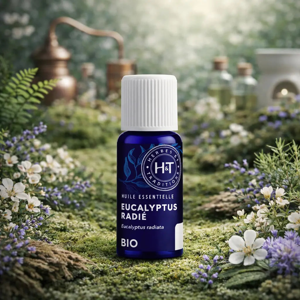 Flacon bleu d'huile essentielle d'Eucalyptus Radié Herbes et Traditions posé sur un tapis de mousse forestière avec des fleurs printanières et un alambic.