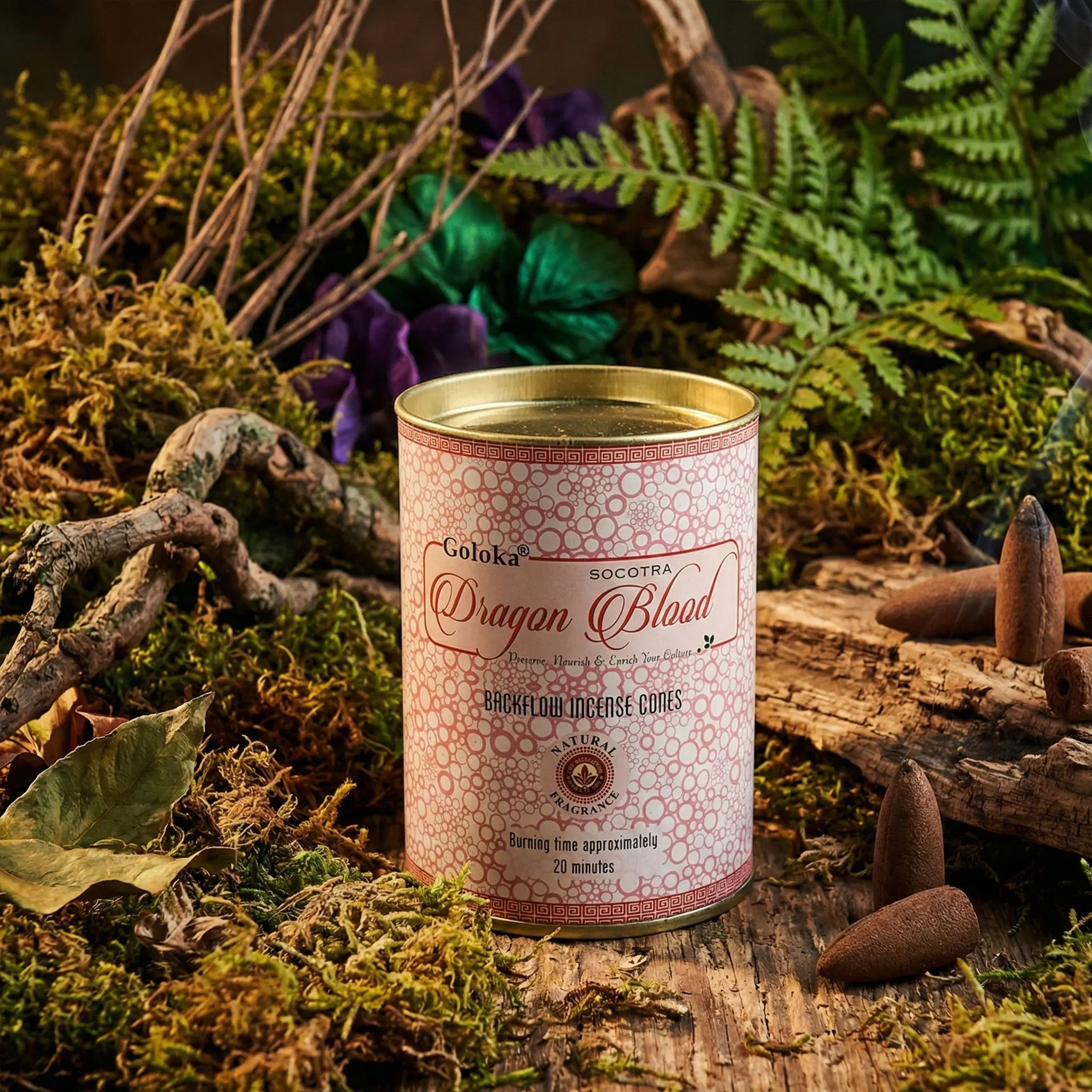 Boîte Goloka Dragon Blood d’encens cônes backflow, sur bois avec mousse, fougères et cônes bruns