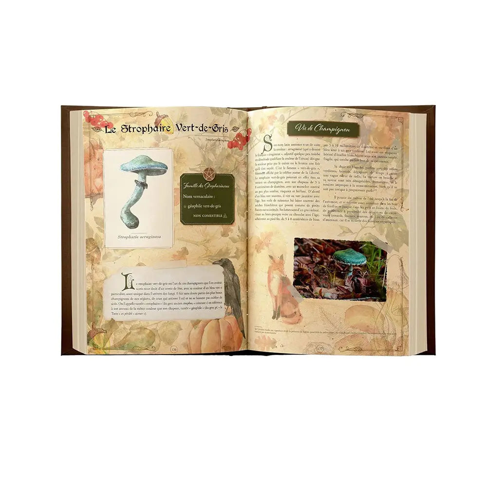 Double page du Grimoire de Magie Forestière illustrée sur un fond parcheminé. Elle présente le champignon "Strophaire Vert-de-Gris" (non comestible) accompagné d'un corbeau à gauche, et la rubrique "Vie de Champignon" ornée d'un renard et d'un écureuil à droite.