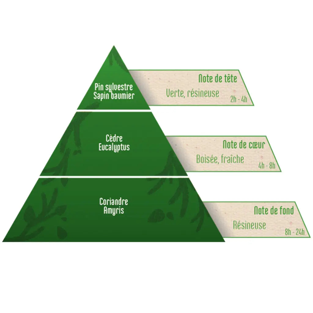Une pyramide olfactive de la synergie "Pomme de Pin", présentant les notes de tête (Pin sylvestre, Sapin baumier), les notes de cœur (Cèdre, Eucalyptus) et les notes de fond (Coriandre, Amyris) avec leurs caractéristiques aromatiques et durées.