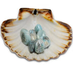 Un groupe de pierres de larimar extra roulées aux nuances bleu azur et marbrées de blanc et de gris, disposé à l'intérieur d'une coquille Saint-Jacques naturelle.