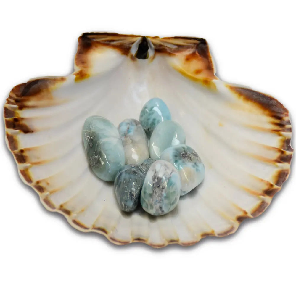 Un groupe de pierres de larimar extra roulées aux nuances bleu azur et marbrées de blanc et de gris, disposé à l'intérieur d'une coquille Saint-Jacques naturelle.