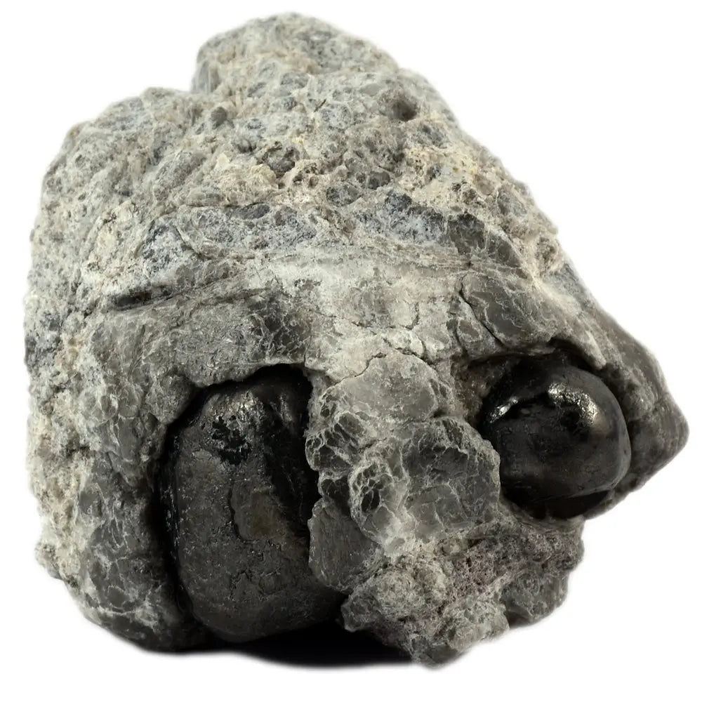 Larme d'Apache sur Gangue, illustré sous un autre angle montrant deux nodules arrondis d'obsidienne noire et brillante enchâssés dans une matrice de roche grise et rugueuse.