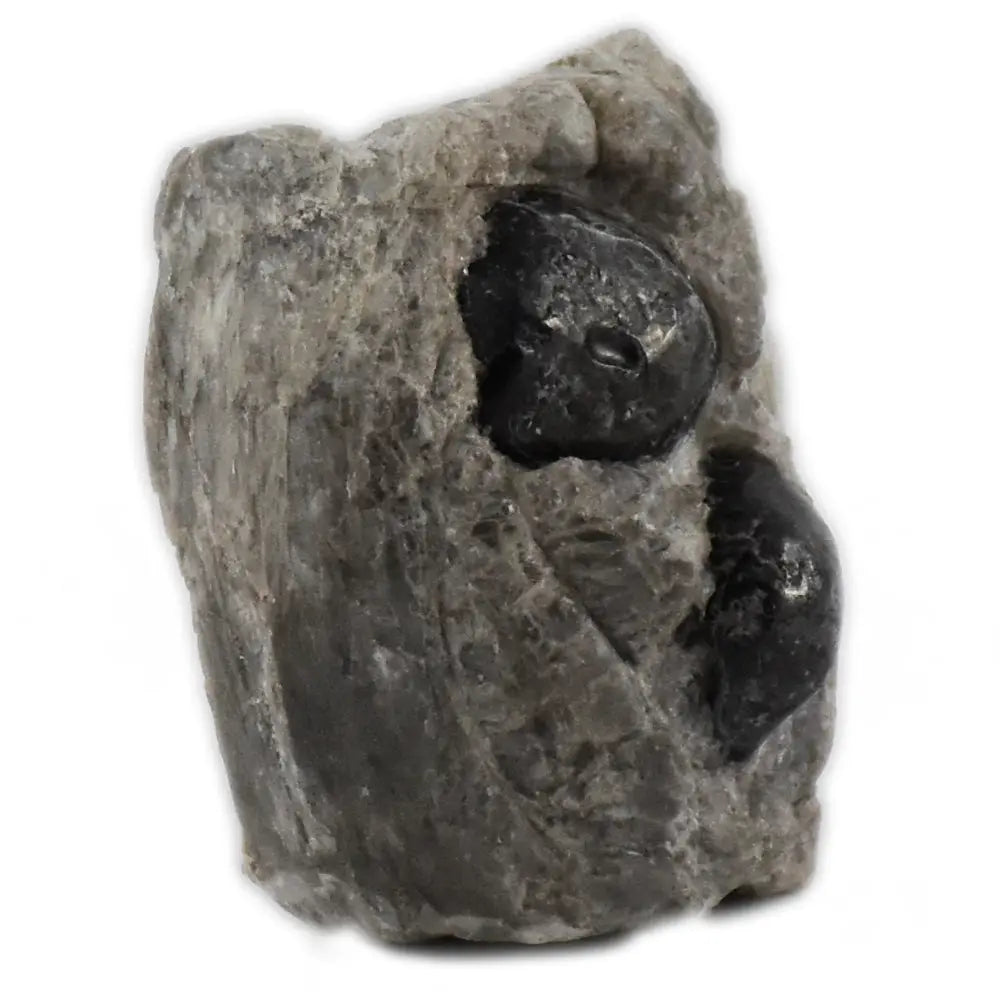 Larme d'Apache sur Gangue, illustré de profil par une roche volcanique grise et rugueuse enserrant deux billes d'obsidienne noire, lisses et vitreuses.