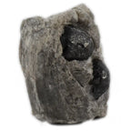 Larme d'Apache sur Gangue, illustré de profil par une roche volcanique grise et rugueuse enserrant deux billes d'obsidienne noire, lisses et vitreuses.