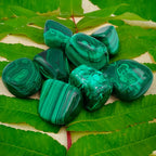 Pierres de malachite polies (taille M), mettant en valeur des motifs concentriques et des bandes vert foncé, disposées sur de grandes feuilles vertes.