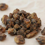Gros plan sur des grains de résine d’encens opoponax bruns et dorés sur fond clair.