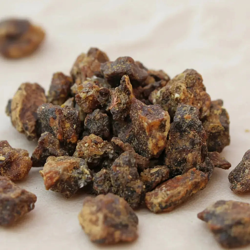 Gros plan sur des grains de résine d’encens opoponax bruns et dorés sur fond clair.