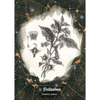 L'Oracle de la Sorcière Guérisseuse - Coffret 62 Cartes Arthémise Rose Editions Eyrolles