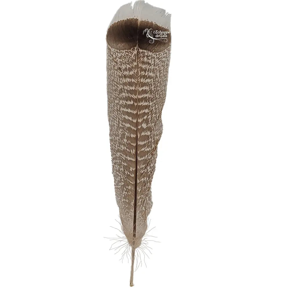 Une plume de dindon sauvage aux motifs zébrés beige et brun, terminée par une bande sombre et une pointe blanche sur fond blanc.