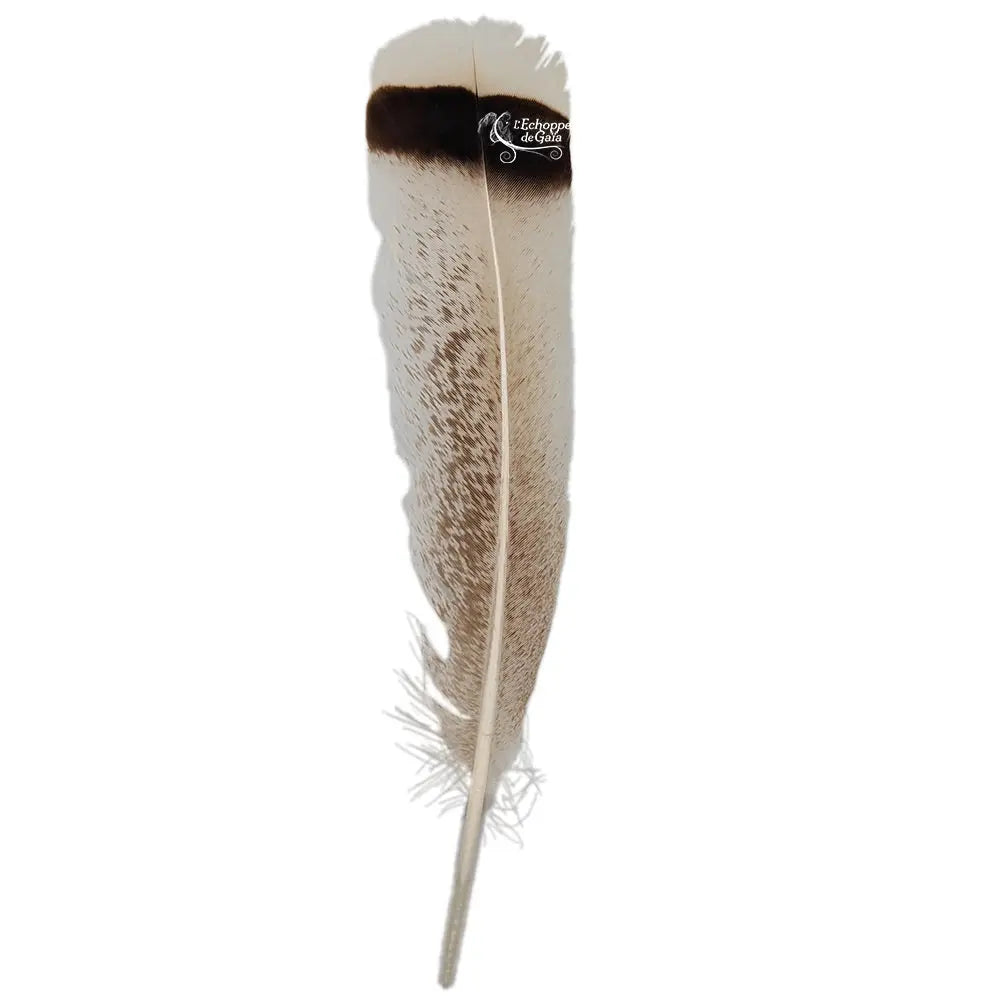 Une plume de dindon sauvage beige clair à mouchetures brunes, marquée d'une bande noire horizontale et d'une pointe blanche sur fond blanc.
