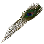 Une plume de paon naturelle dévoilant un ocelle aux teintes bleu électrique, violet et vert irisé, placée en diagonale sur fond blanc.