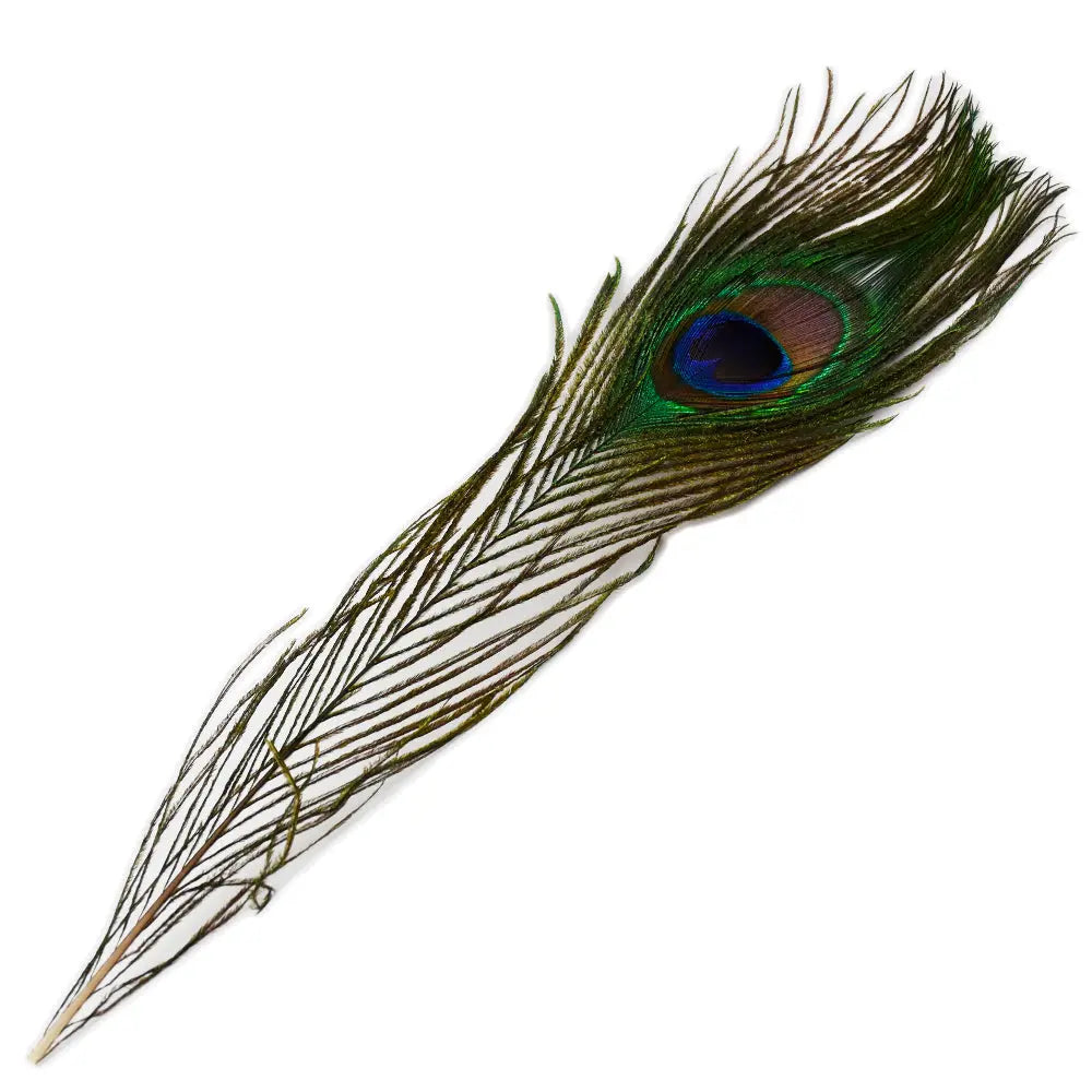 Une plume de paon naturelle dévoilant un ocelle aux teintes bleu électrique, violet et vert irisé, placée en diagonale sur fond blanc.