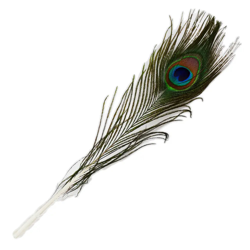 Une plume de paon naturelle dotée de son « œil » caractéristique aux reflets bleus, verts et bronze, disposée en diagonale sur fond blanc.