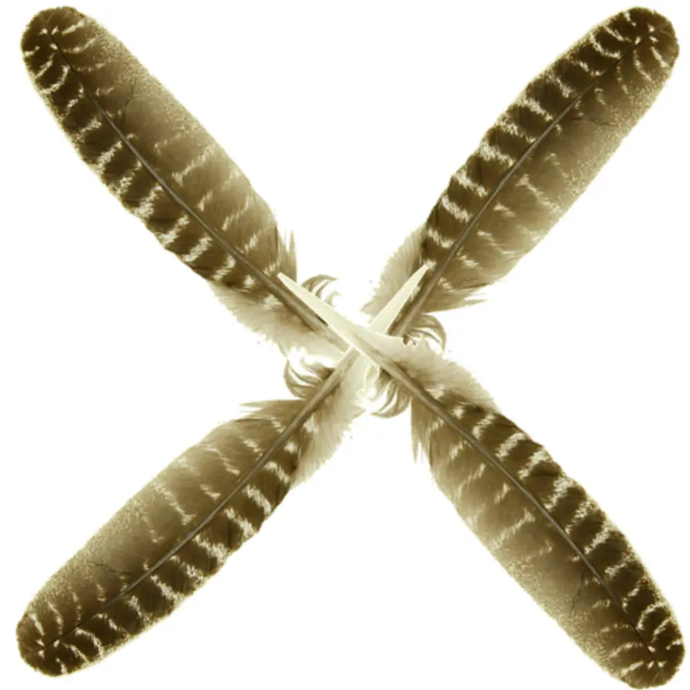 Quatre plumes de dindon naturelles zébrées de brun et de blanc, croisées au centre pour former un motif en forme de "X" sur fond blanc.