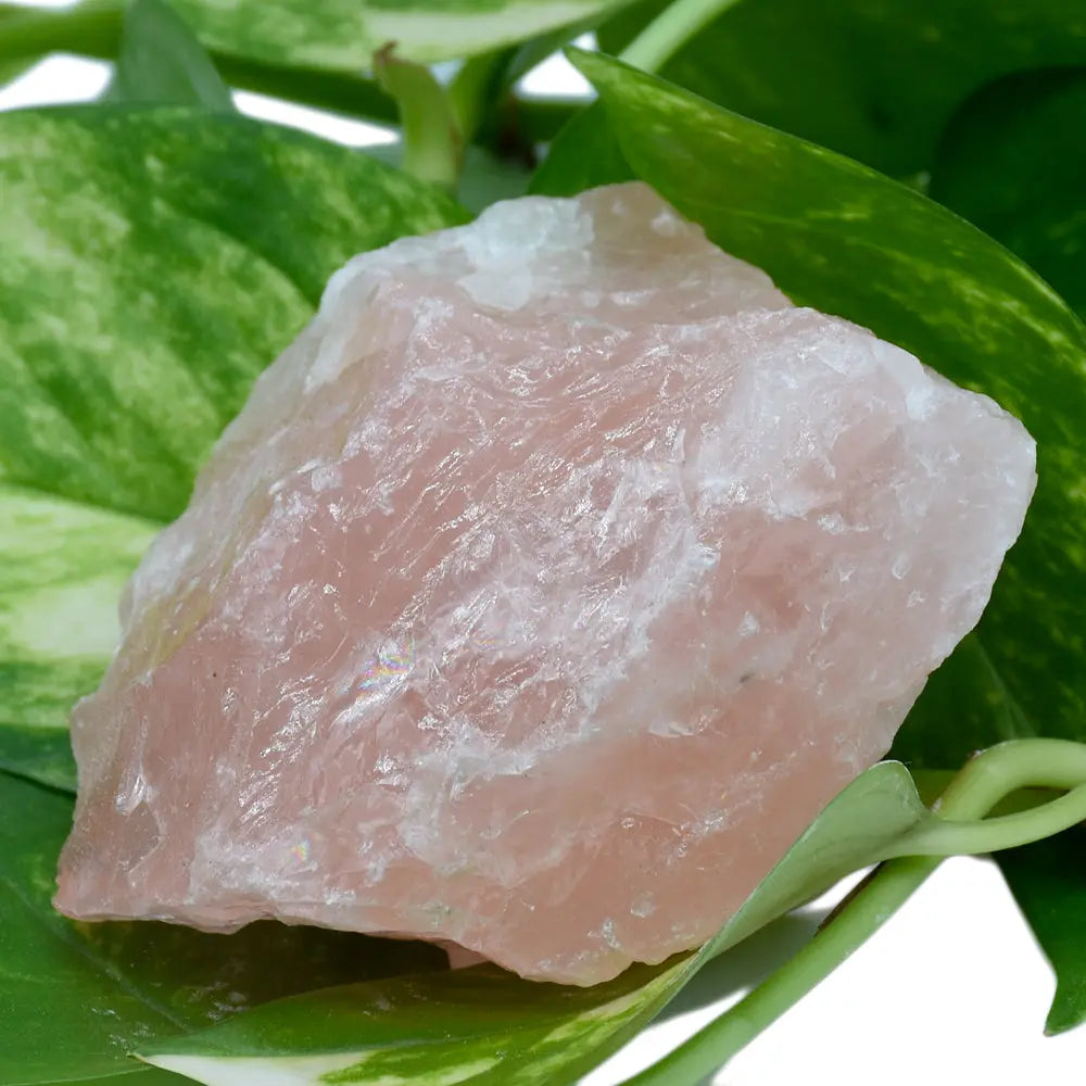 Un gros bloc de quartz rose brut, aux nuances rose tendre et à la texture cristalline, posé sur des feuilles vertes de pothos sur fond blanc.