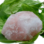 Un gros bloc de quartz rose brut, aux nuances rose pâle et à la texture cristalline, posé sur des feuilles vertes de pothos sur fond blanc.