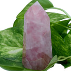 Pointe de quartz rose poli, aux nuances marbrées et de forme plus large, posée au milieu de feuilles vertes.