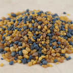 Gros plan sur un tas de grains d'encens de résine Saint Joseph, caractérisé par un mélange vif de couleurs bleu foncé et jaune-ocre.