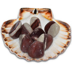 Un groupe de pierres Shiva Lingam roulées aux motifs bicolores gris et brun rouge, présentées à l'intérieur d'une coquille Saint-Jacques naturelle.